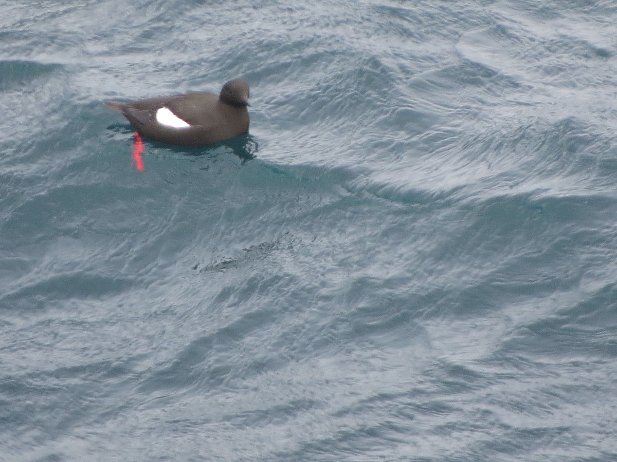 Black Guillemot - ML640356230