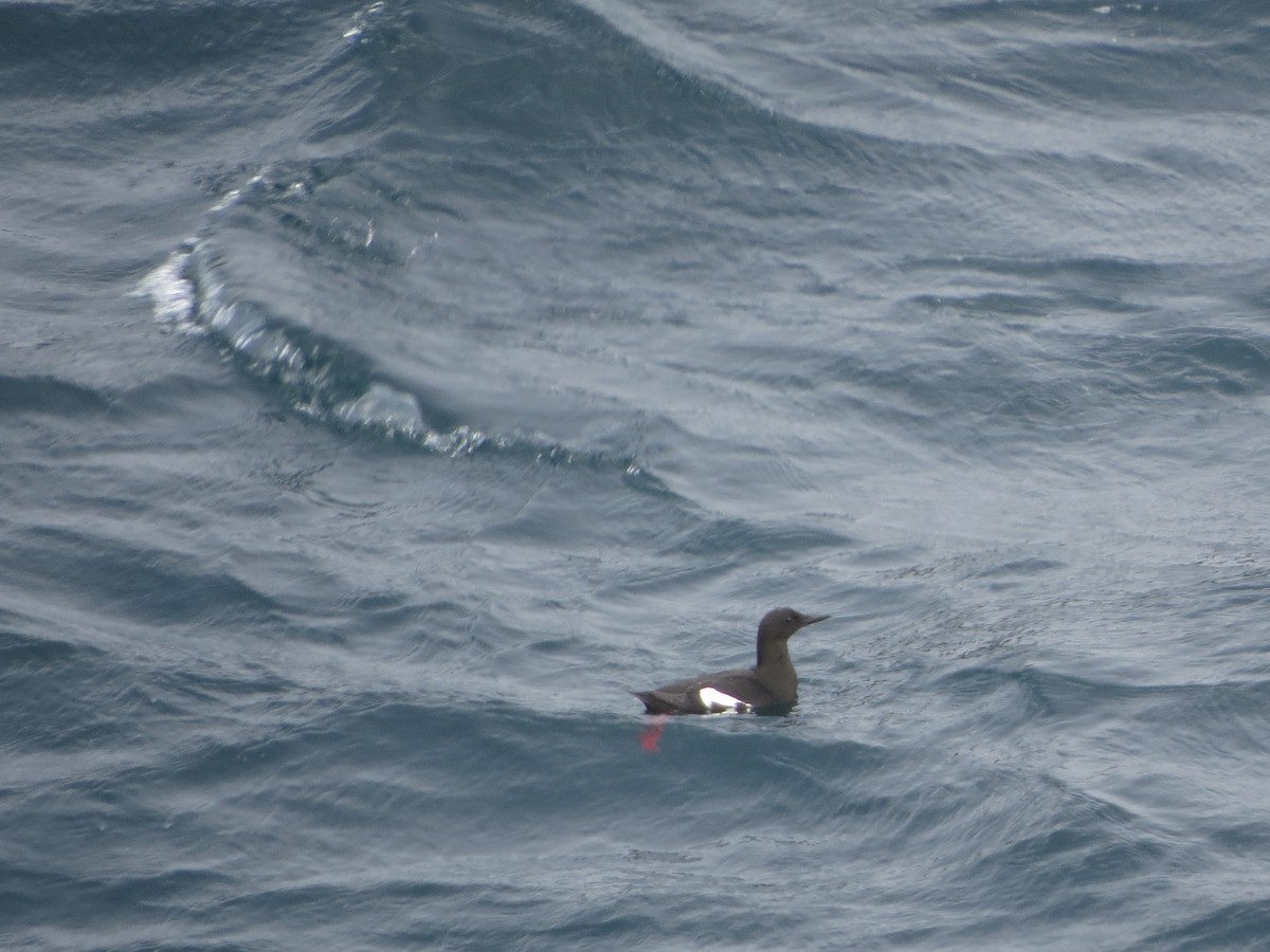Black Guillemot - ML640356231