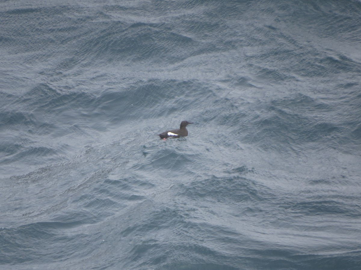 Black Guillemot - ML640356232