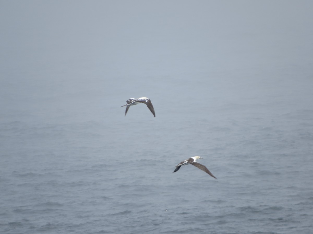 Northern Gannet - ML640356235