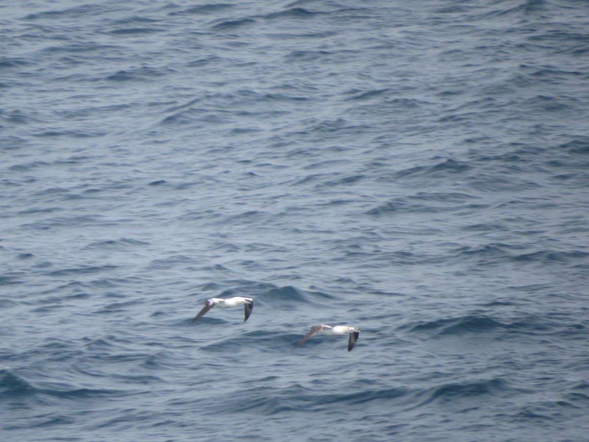 Northern Gannet - ML640356236