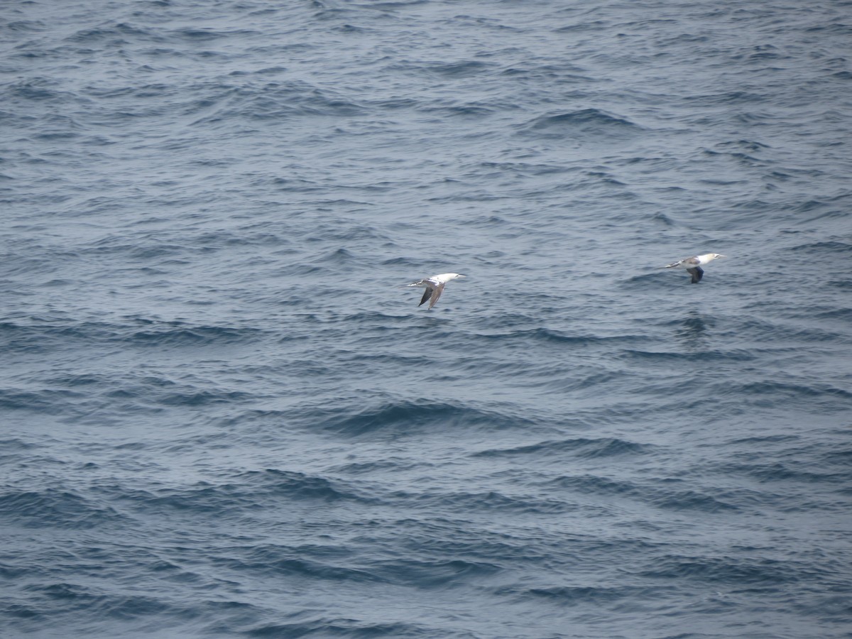 Northern Gannet - ML640356237
