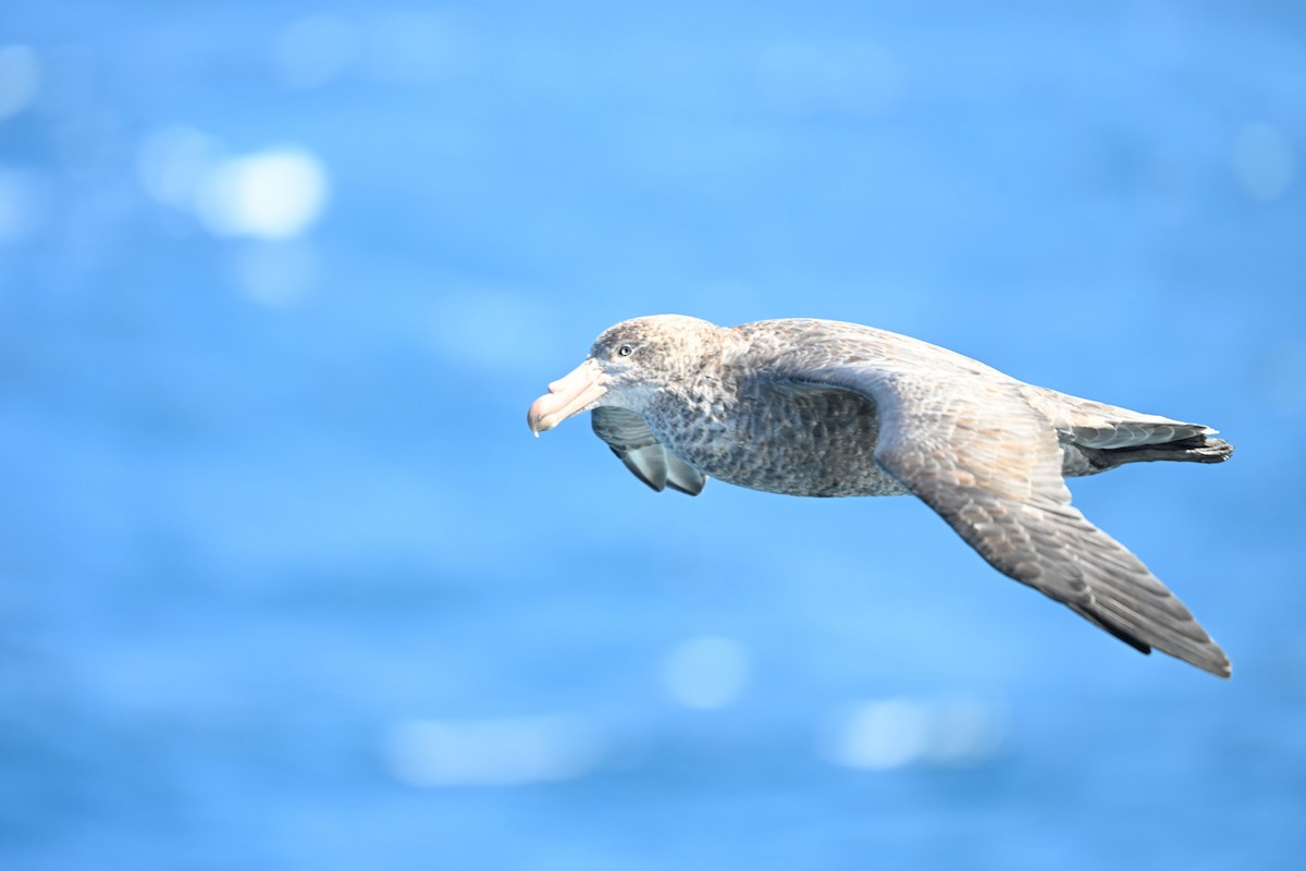 Northern Giant-Petrel - ML640356401