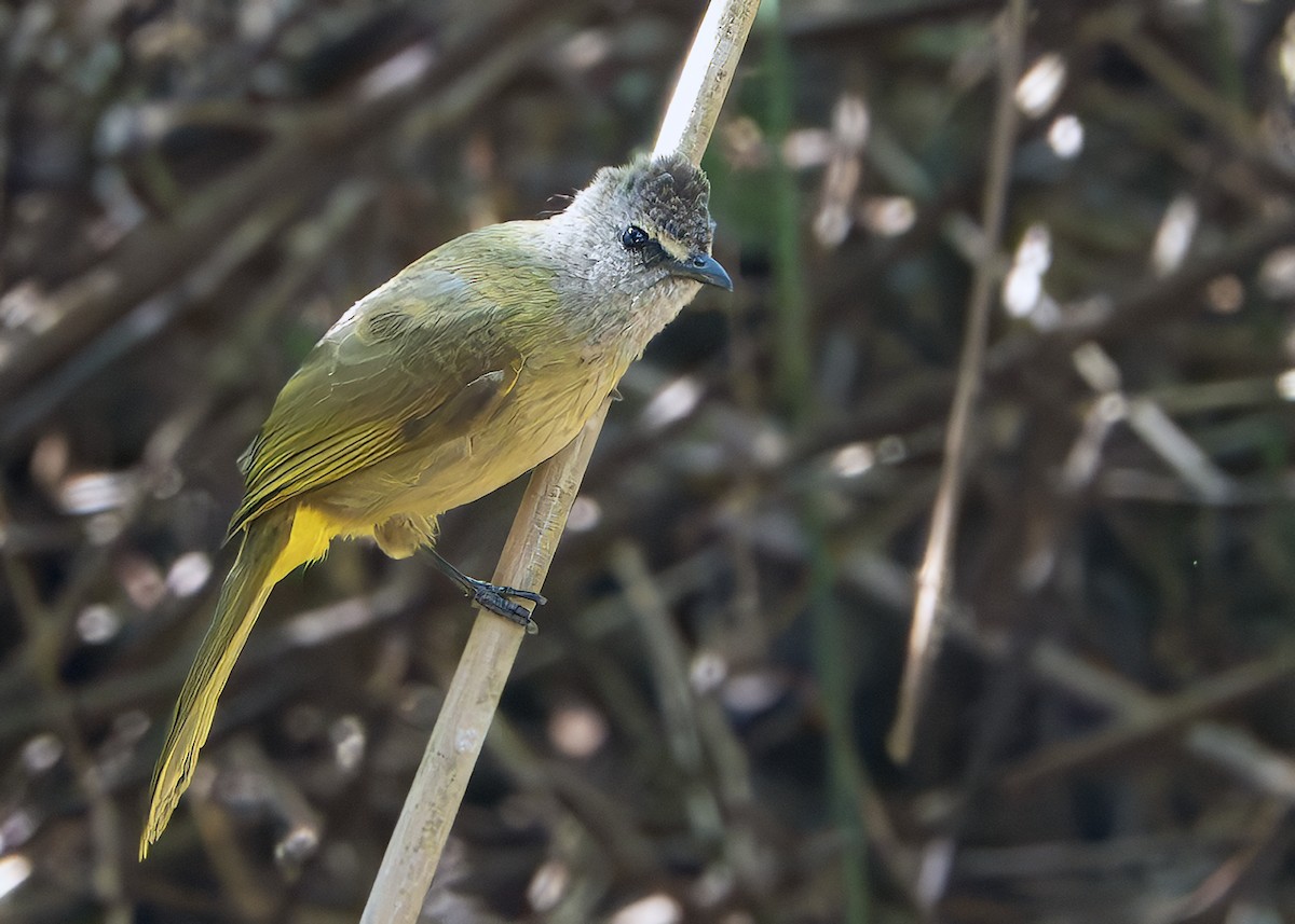 Flavescent Bulbul - ML640356410