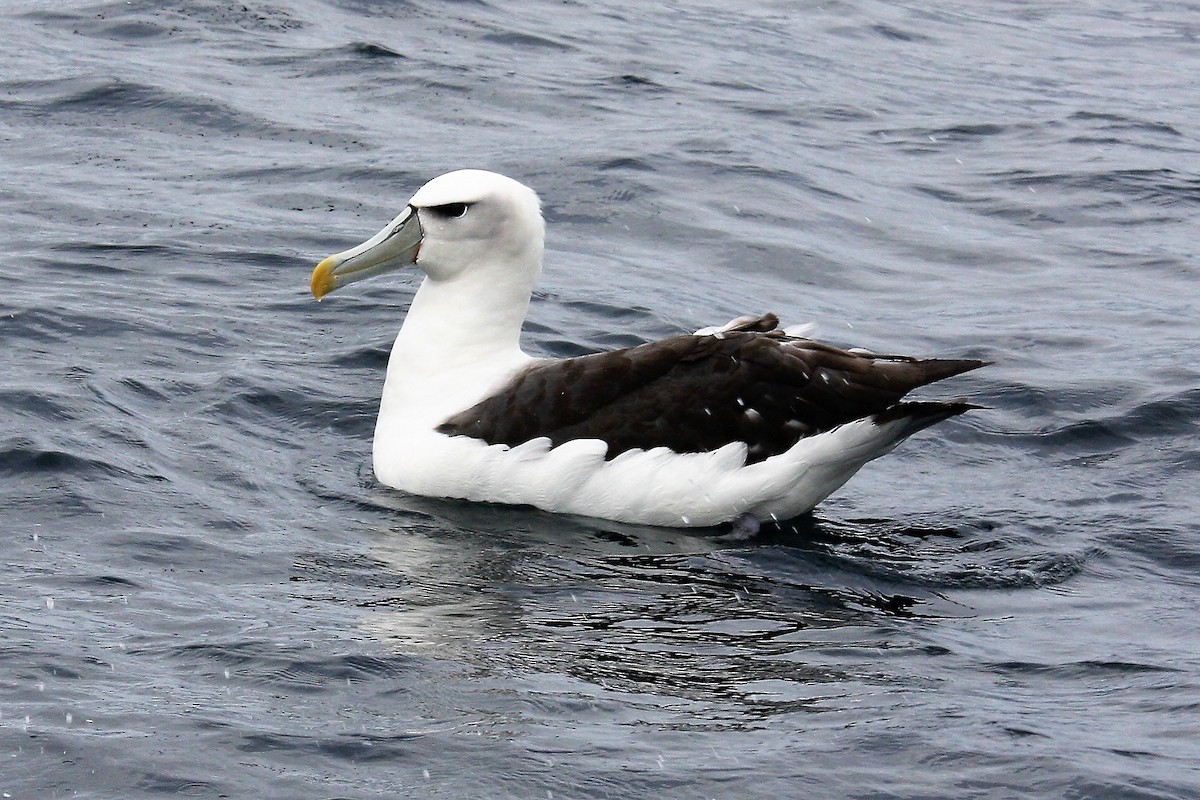 White-capped Albatross - ML640356571