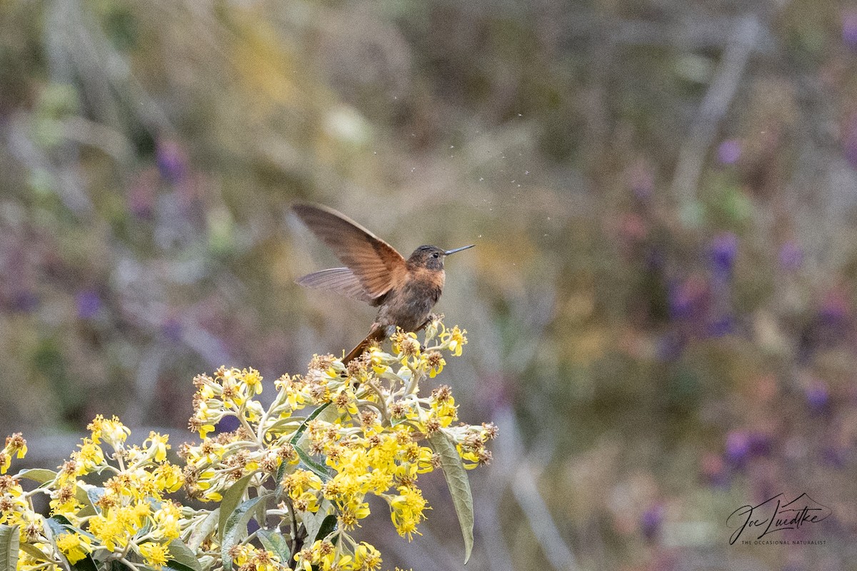 Shining Sunbeam - ML640356573