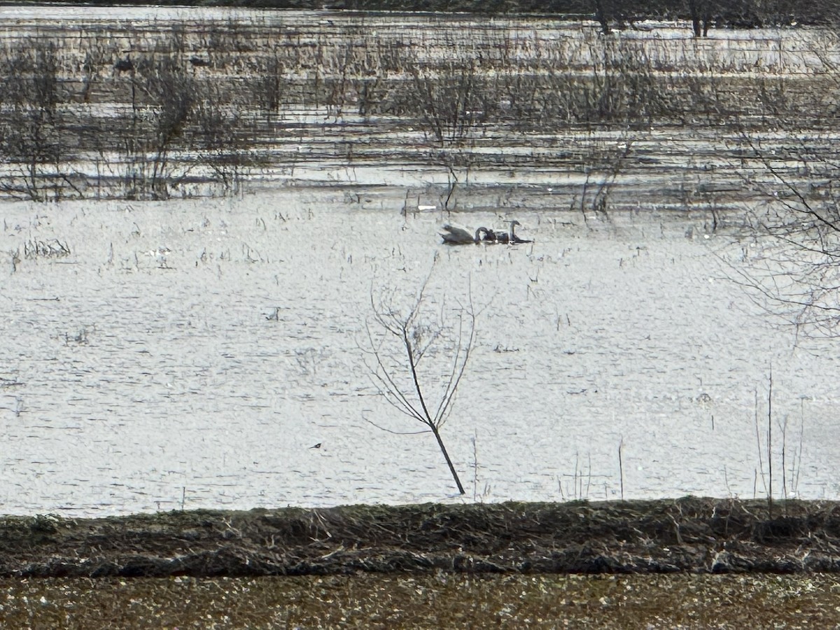 Coscoroba Swan - ML640356606