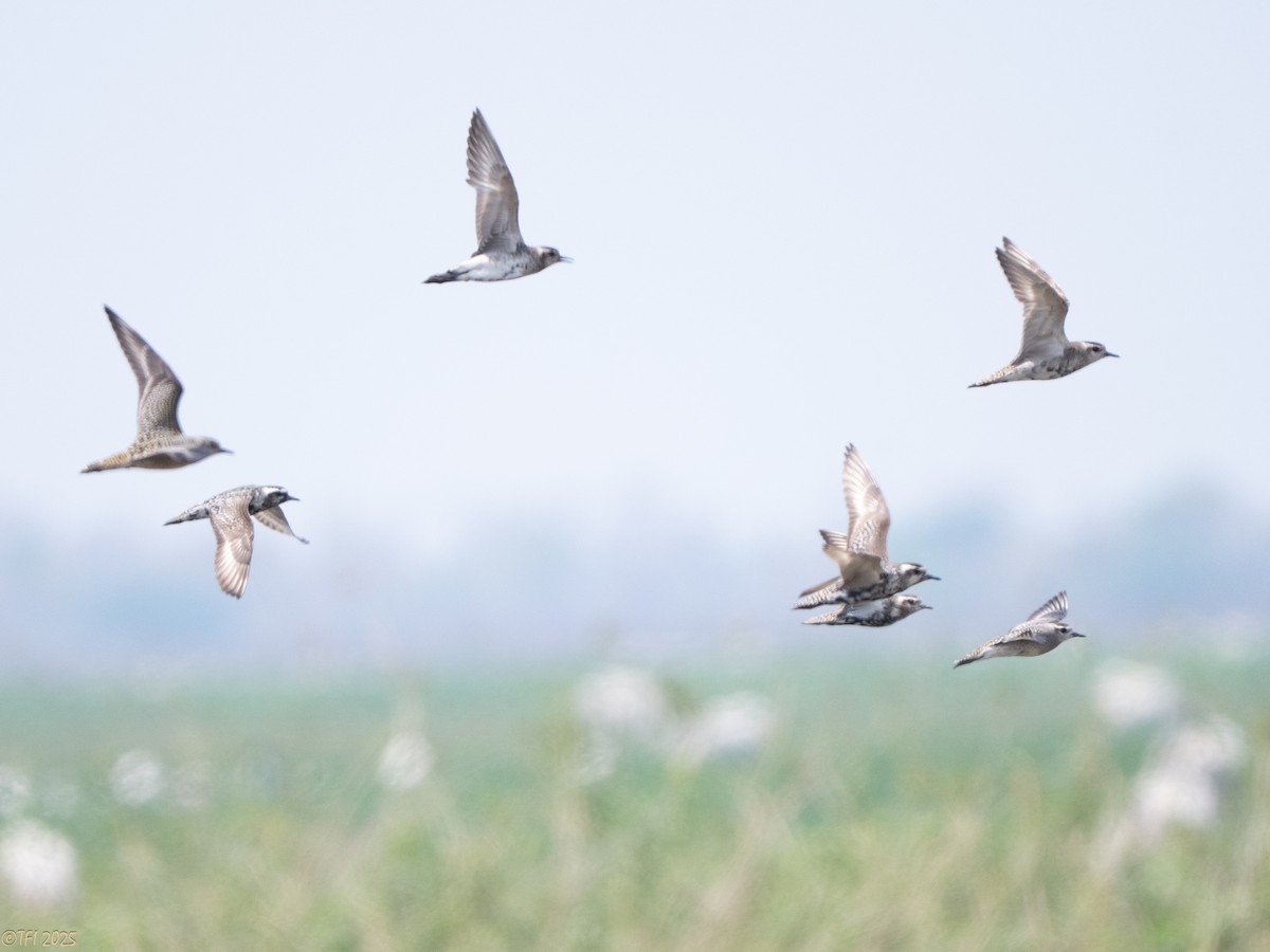 American Golden-Plover - ML640356608