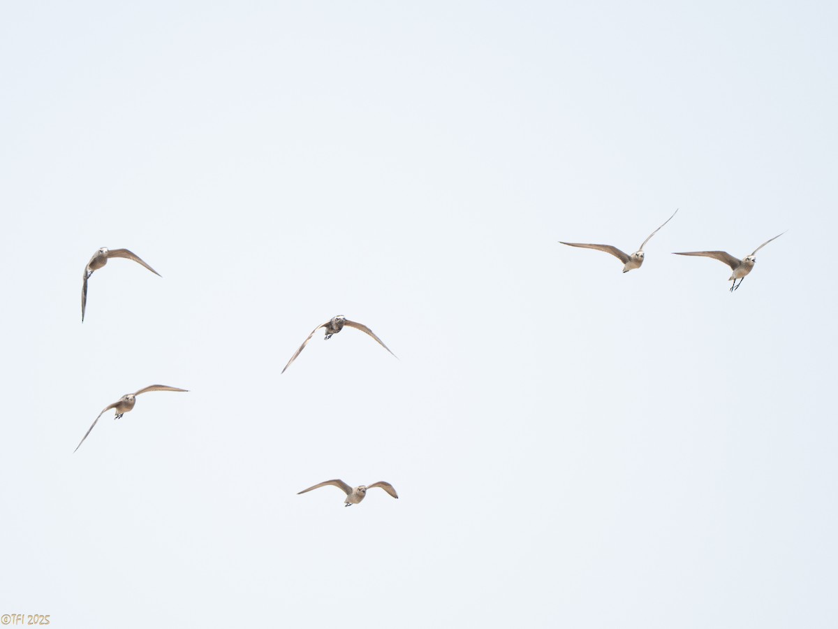 American Golden-Plover - ML640356609