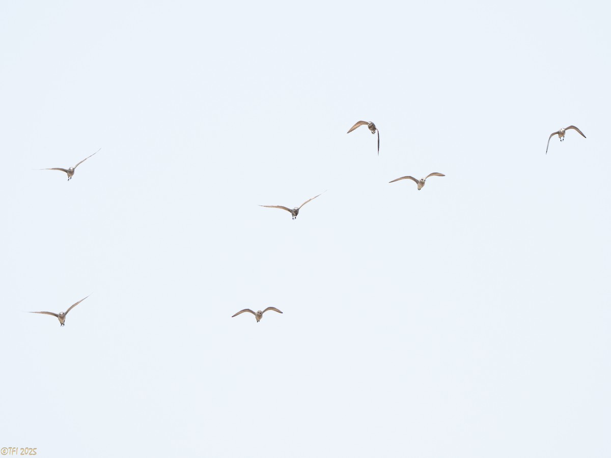American Golden-Plover - ML640356610