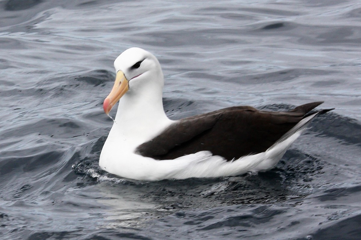 Black-browed Albatross - ML640356631
