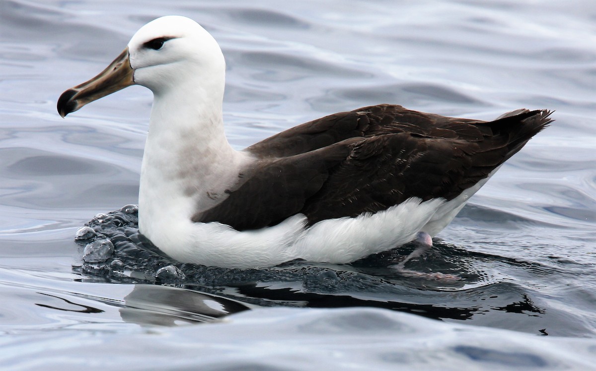 Black-browed Albatross - ML640356641