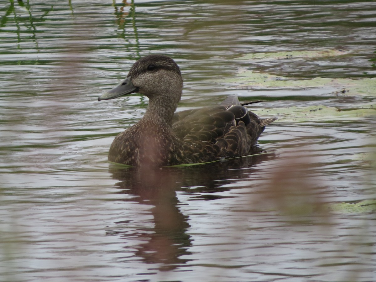 American Black Duck - ML640356675