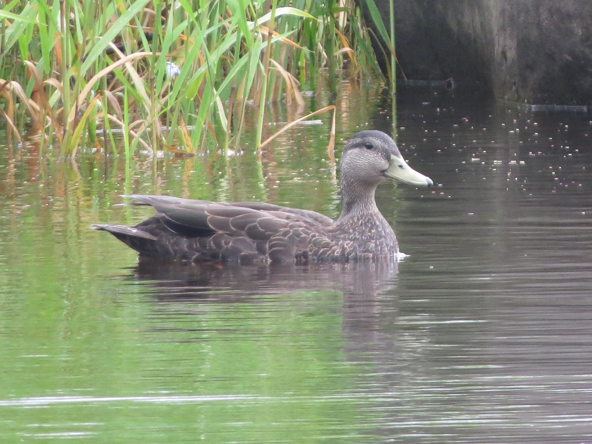 American Black Duck - ML640356676