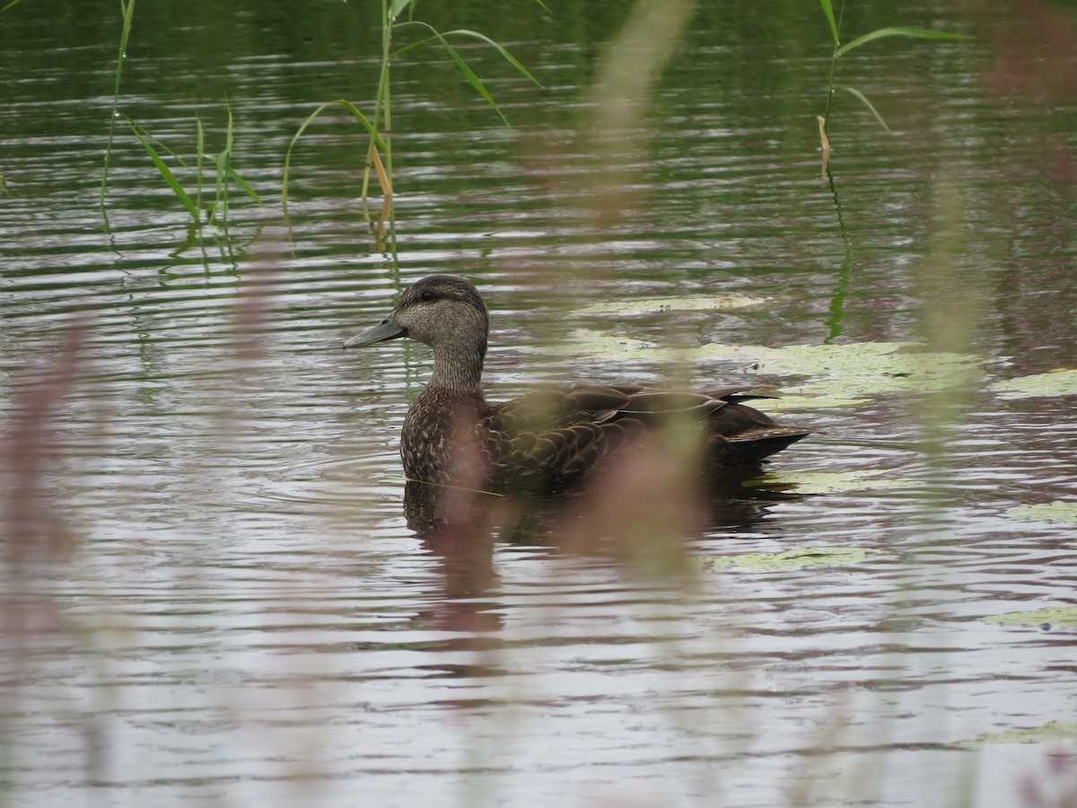 American Black Duck - ML640356677