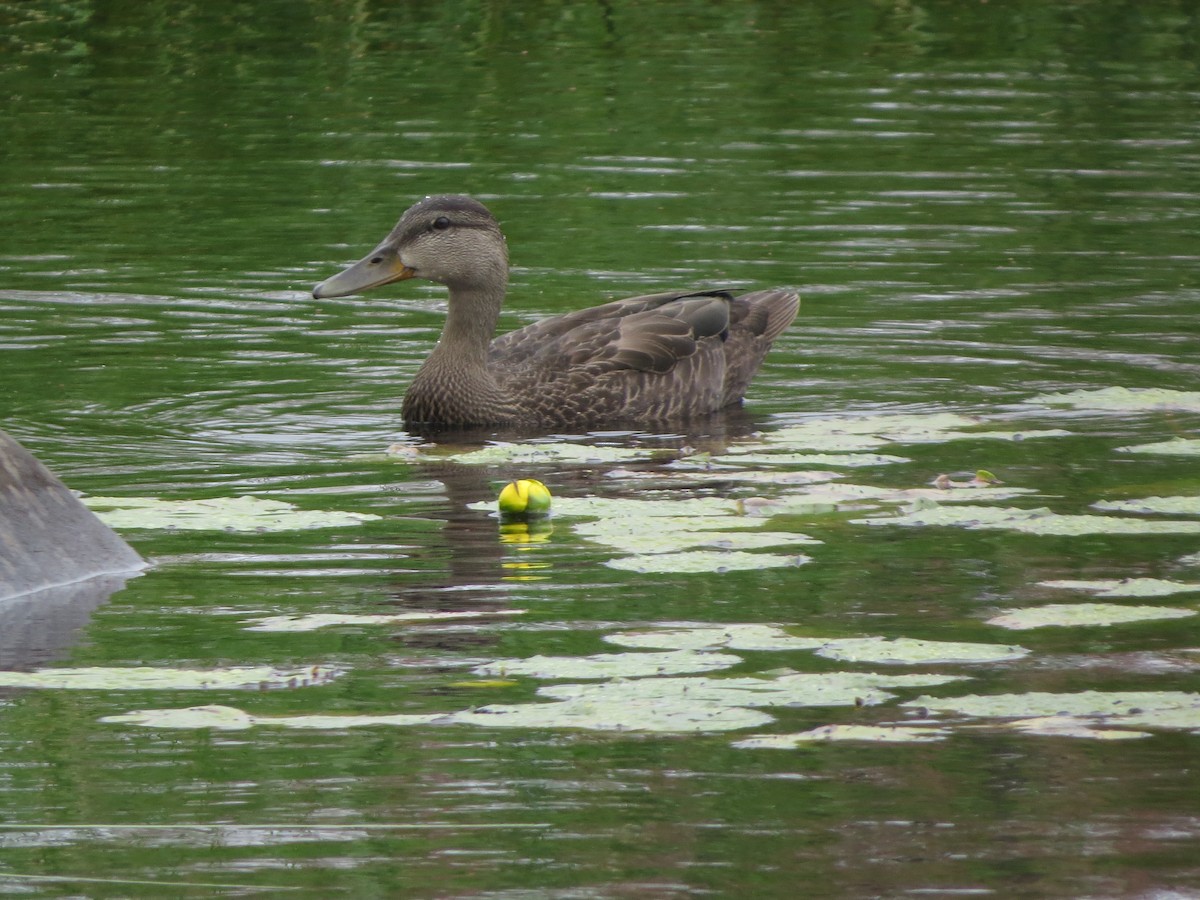 American Black Duck - ML640356678