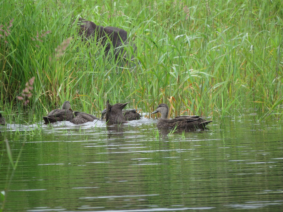 American Black Duck - ML640356679