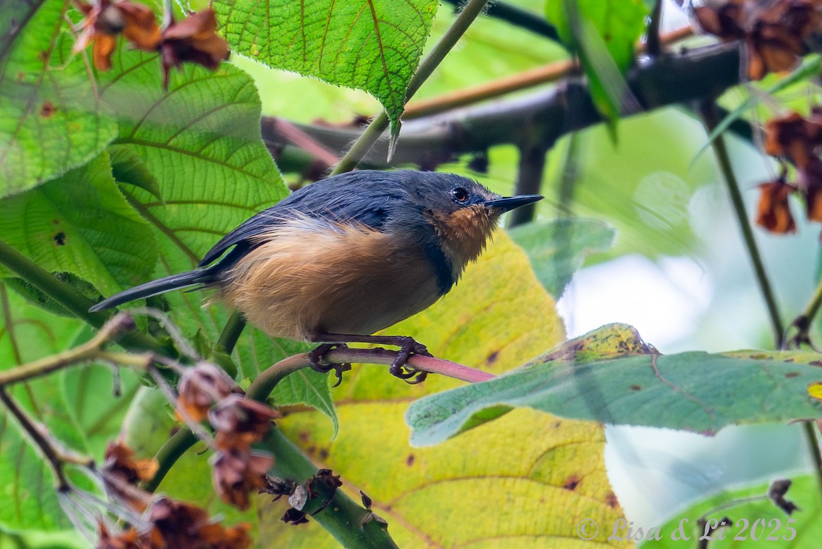 rwenzoriapalis - ML640356699