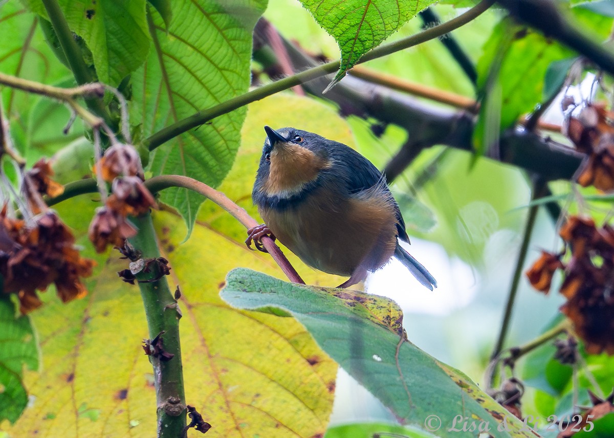 rwenzoriapalis - ML640356700