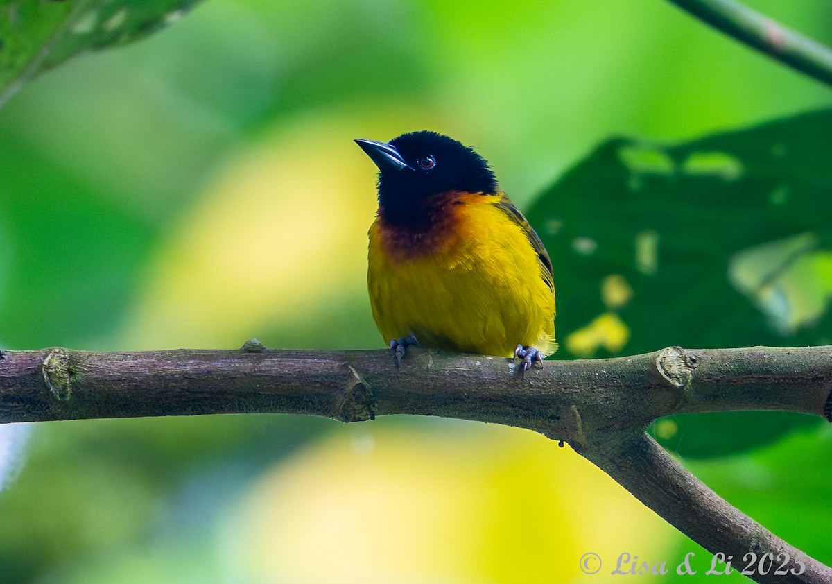 Strange Weaver - ML640356711