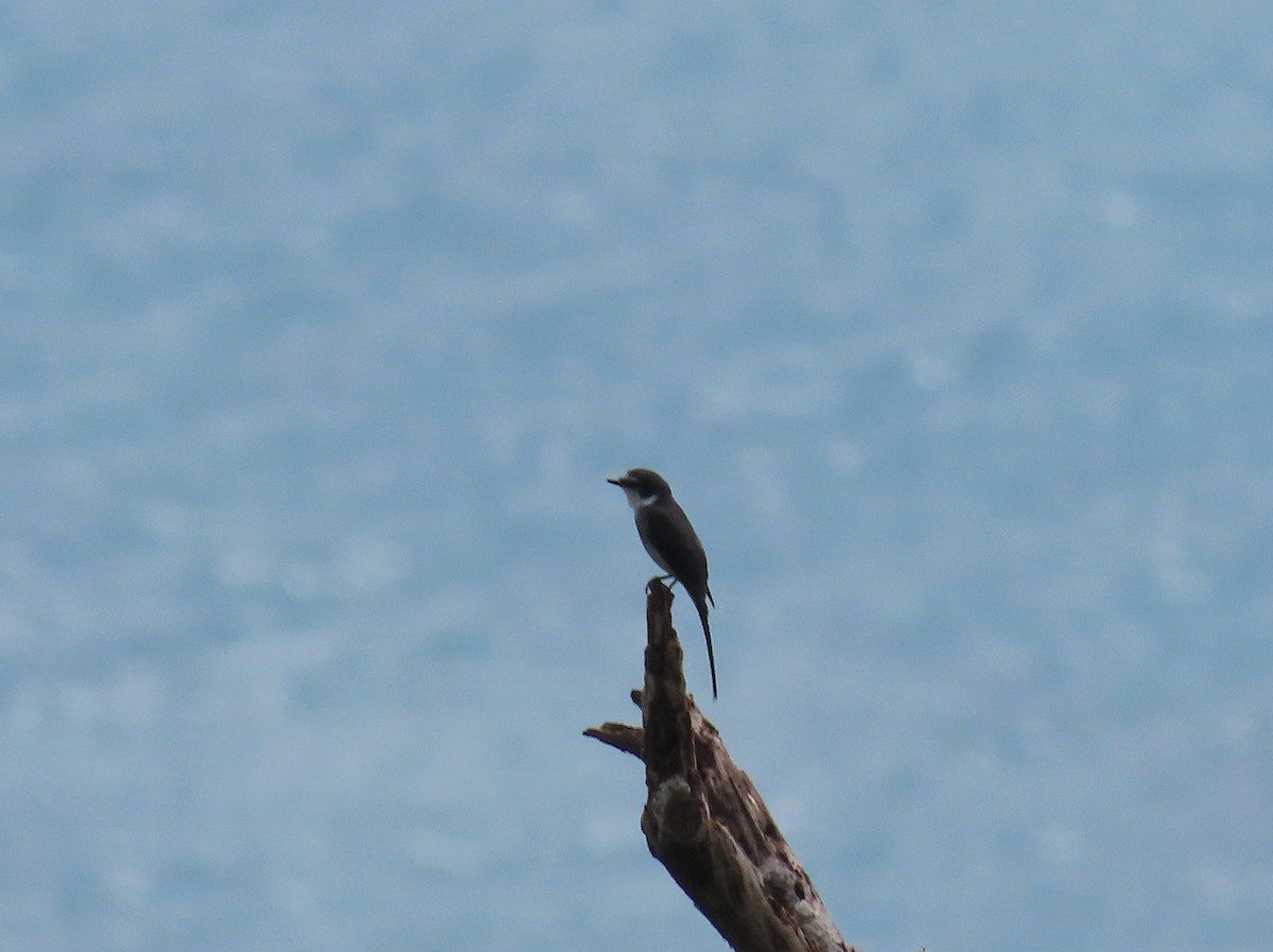 Ryukyu Minivet - ML640356715