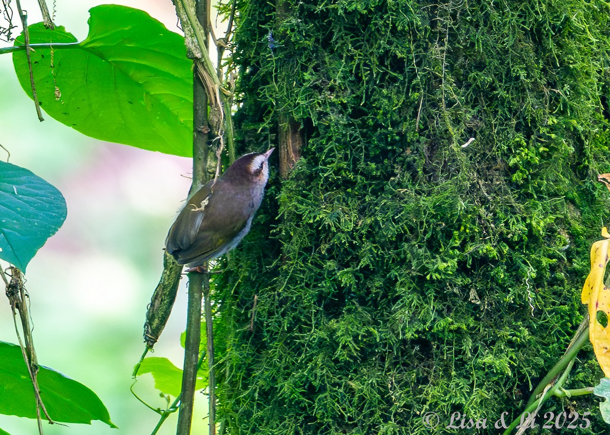 Weißbrauensylvietta (leucophrys/chloronota) - ML640356749