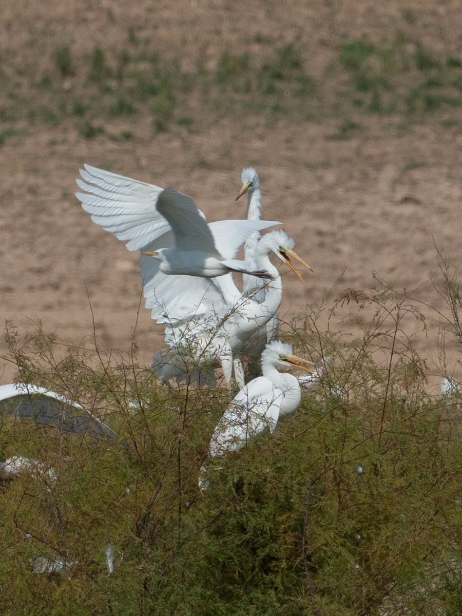 Great Egret - ML640356751