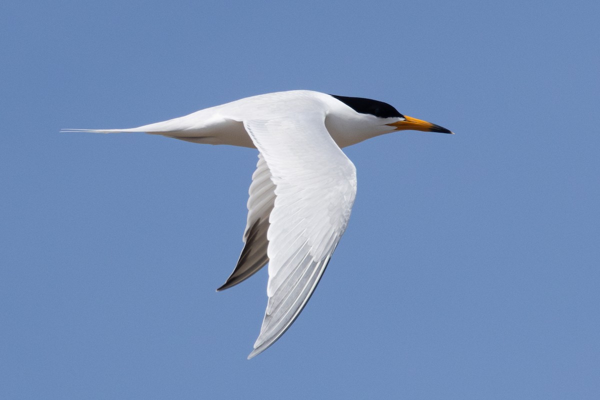 Chinese Crested Tern - ML640356768