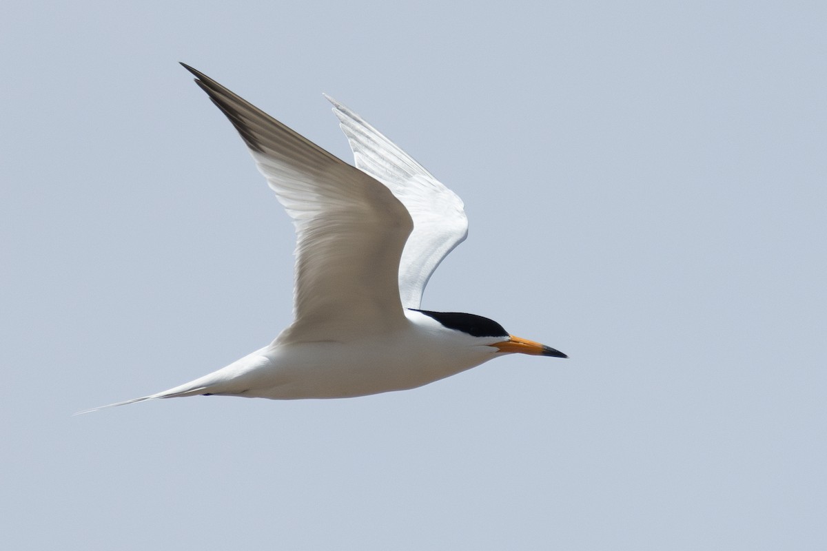 Chinese Crested Tern - ML640356770
