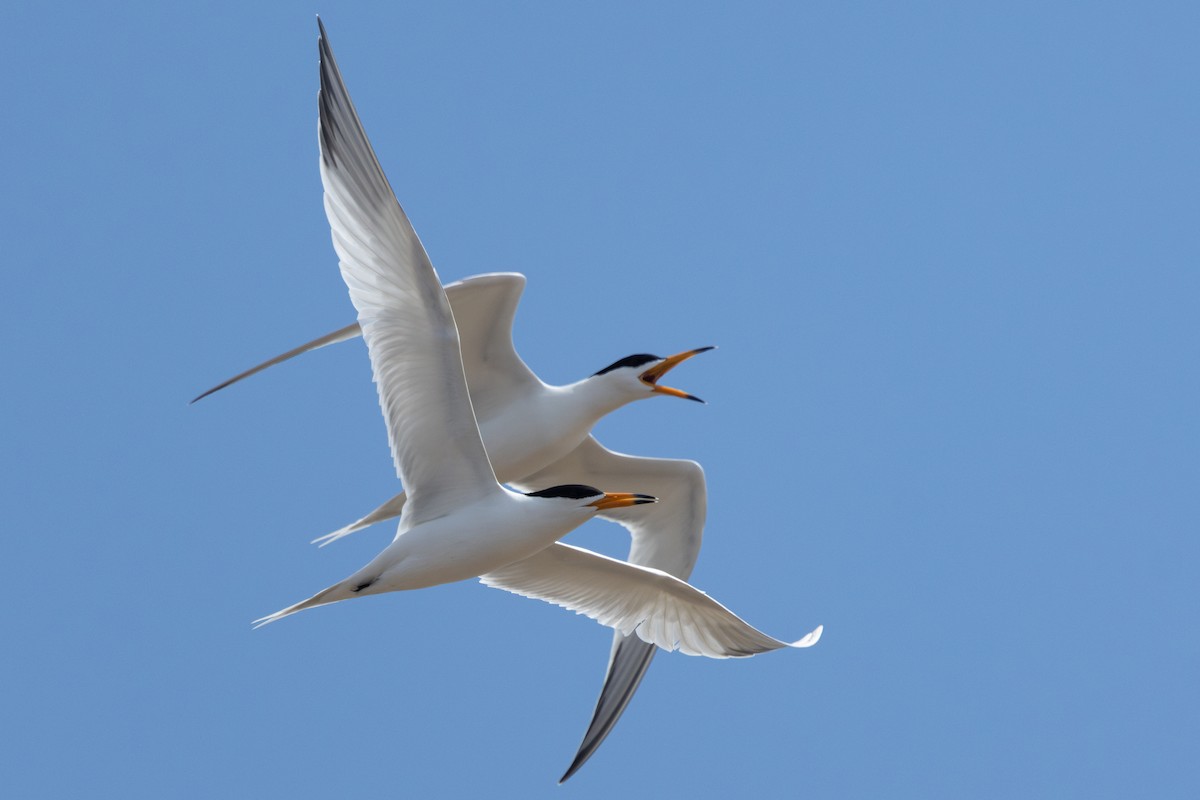 Chinese Crested Tern - ML640356772