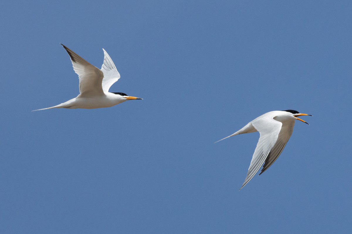 Chinese Crested Tern - ML640356780