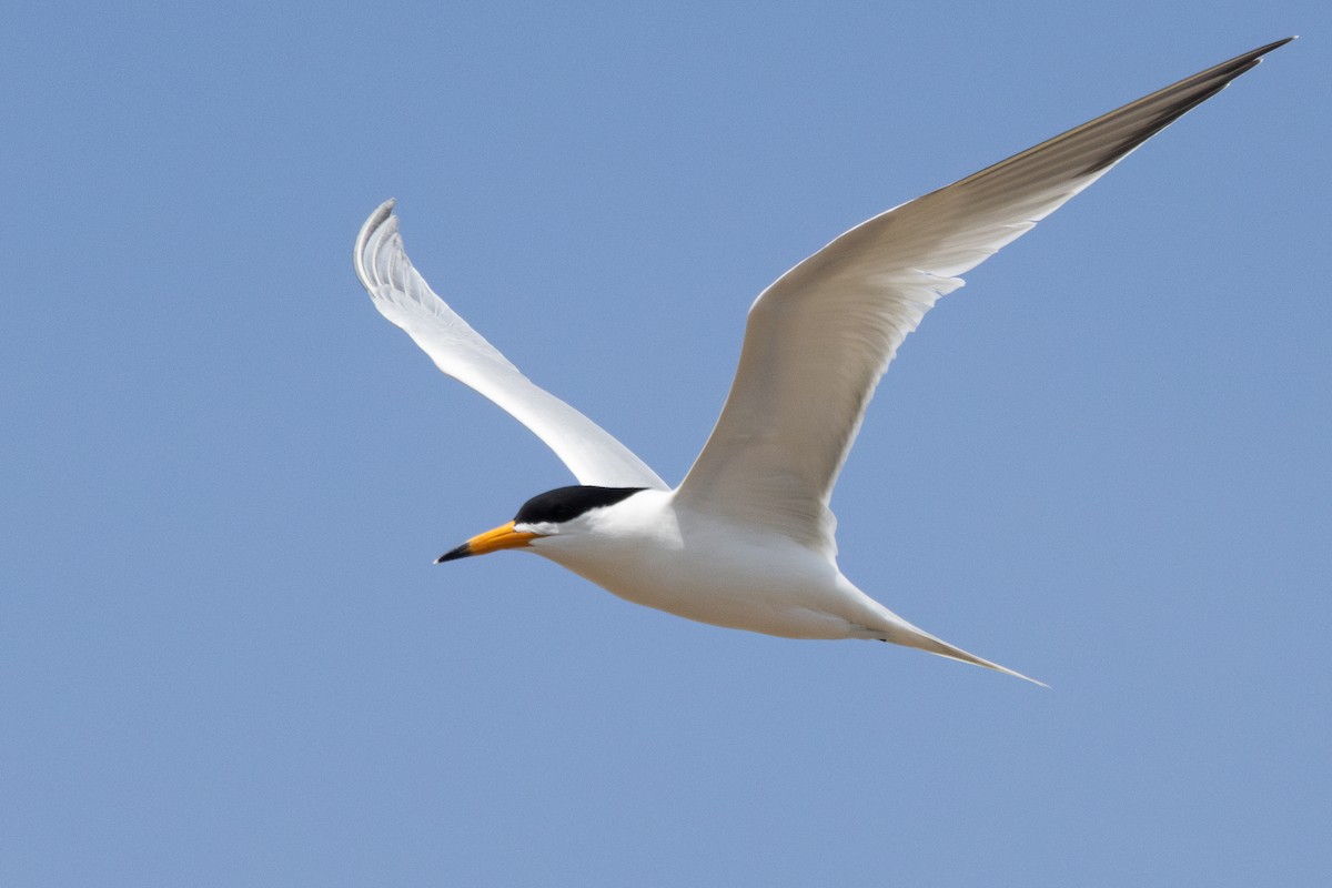 Chinese Crested Tern - ML640356791