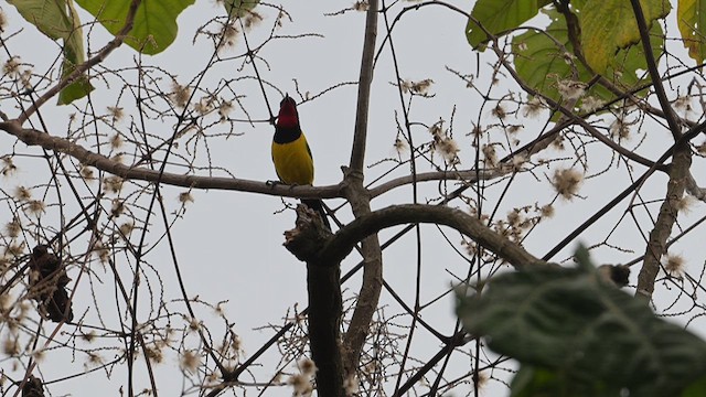 Gonolek de Doherty - ML640356795