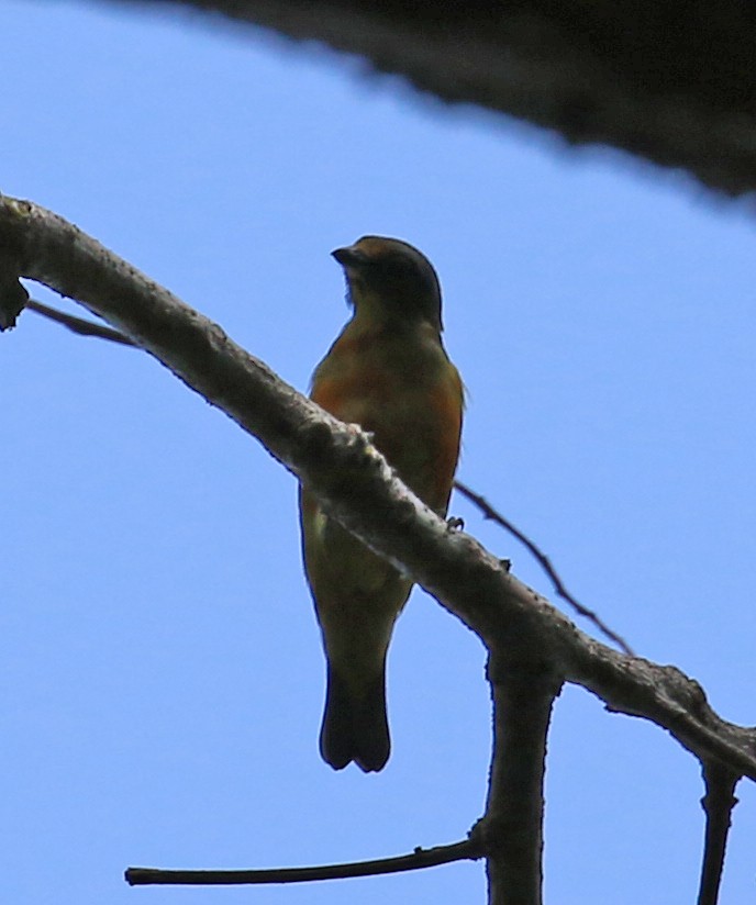 Hispaniolan Euphonia - ML640356807