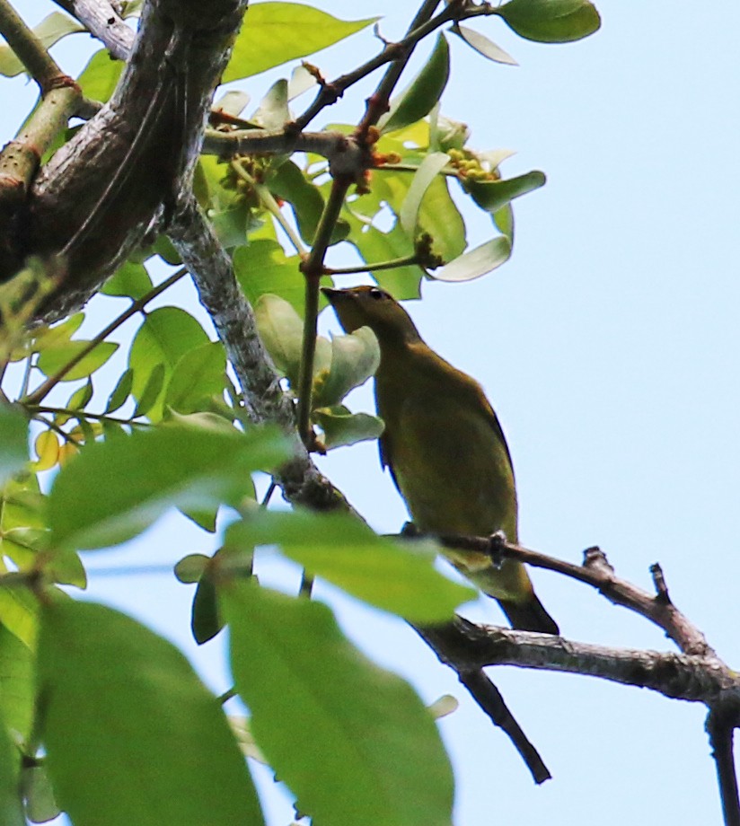 Hispaniolan Euphonia - ML640356810