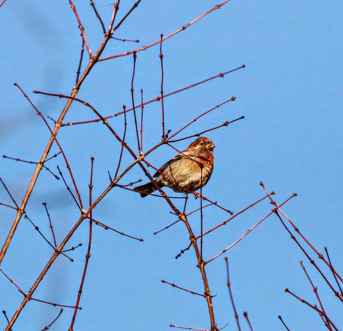 Common Rosefinch - ML640356814