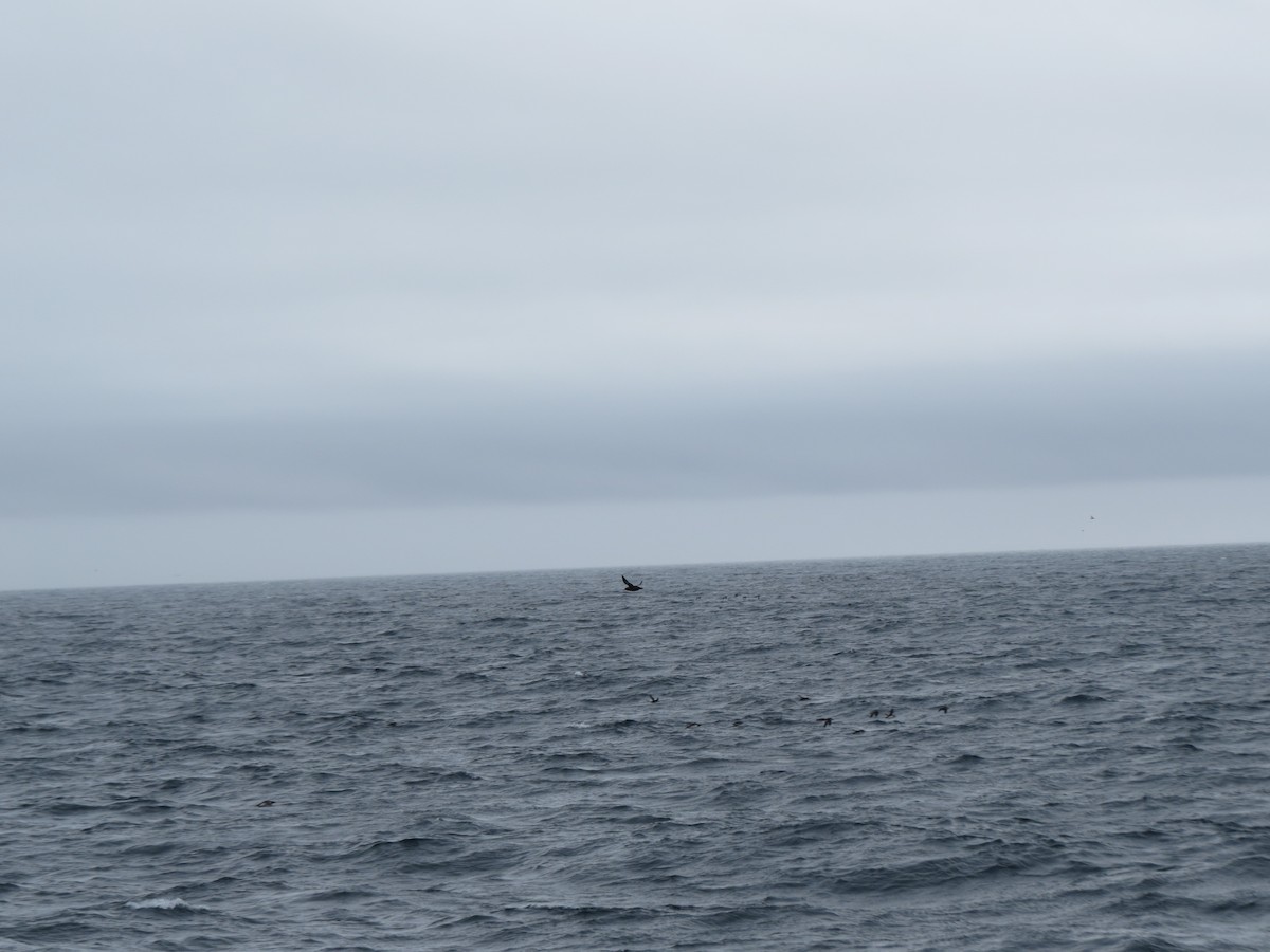 Sooty Shearwater - ML640356840