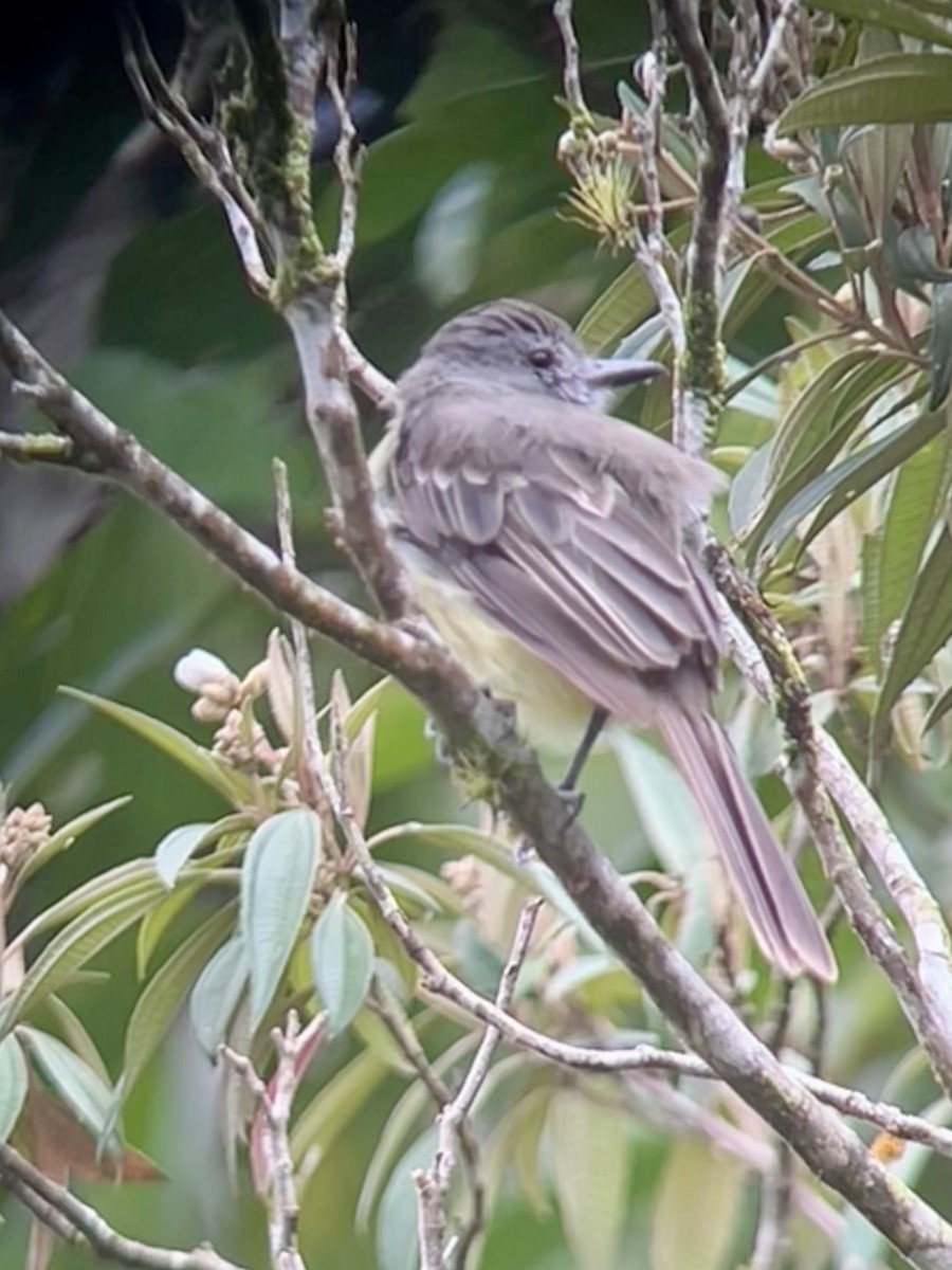Panama Flycatcher - ML640356845