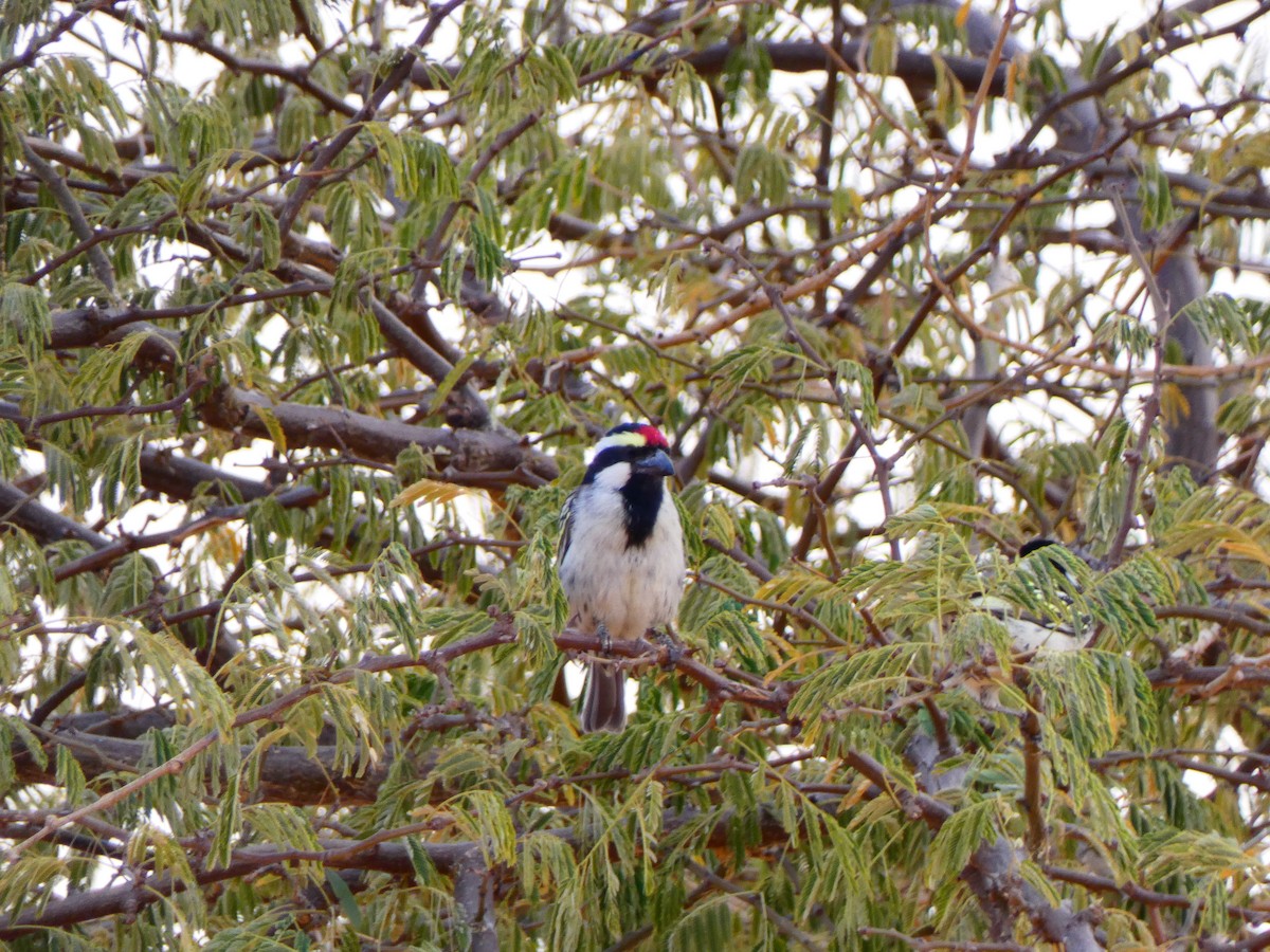 Rotstirn-Bartvogel - ML640356889