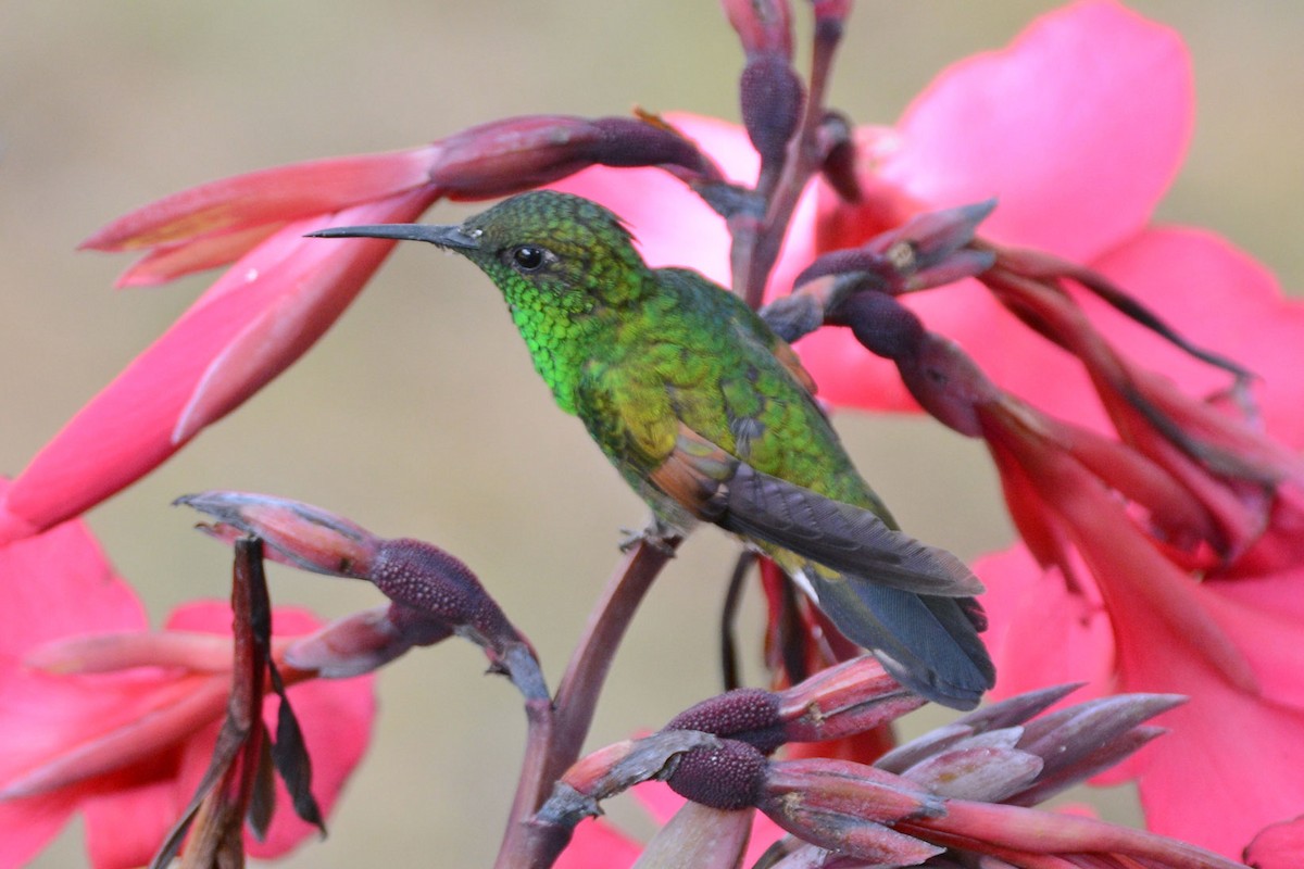 Stripe-tailed Hummingbird - ML64035691