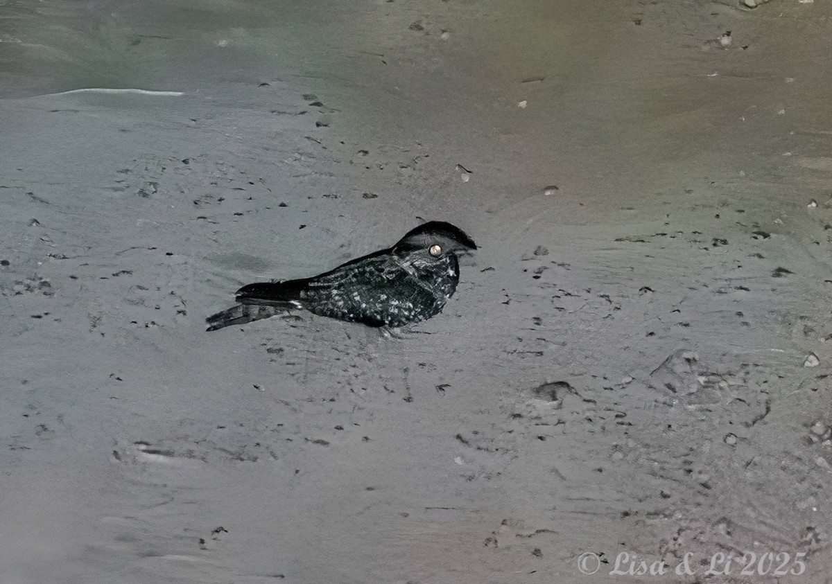Montane Nightjar (Rwenzori) - ML640356924