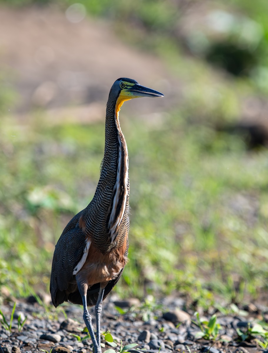 Bare-throated Tiger-Heron - ML640356932