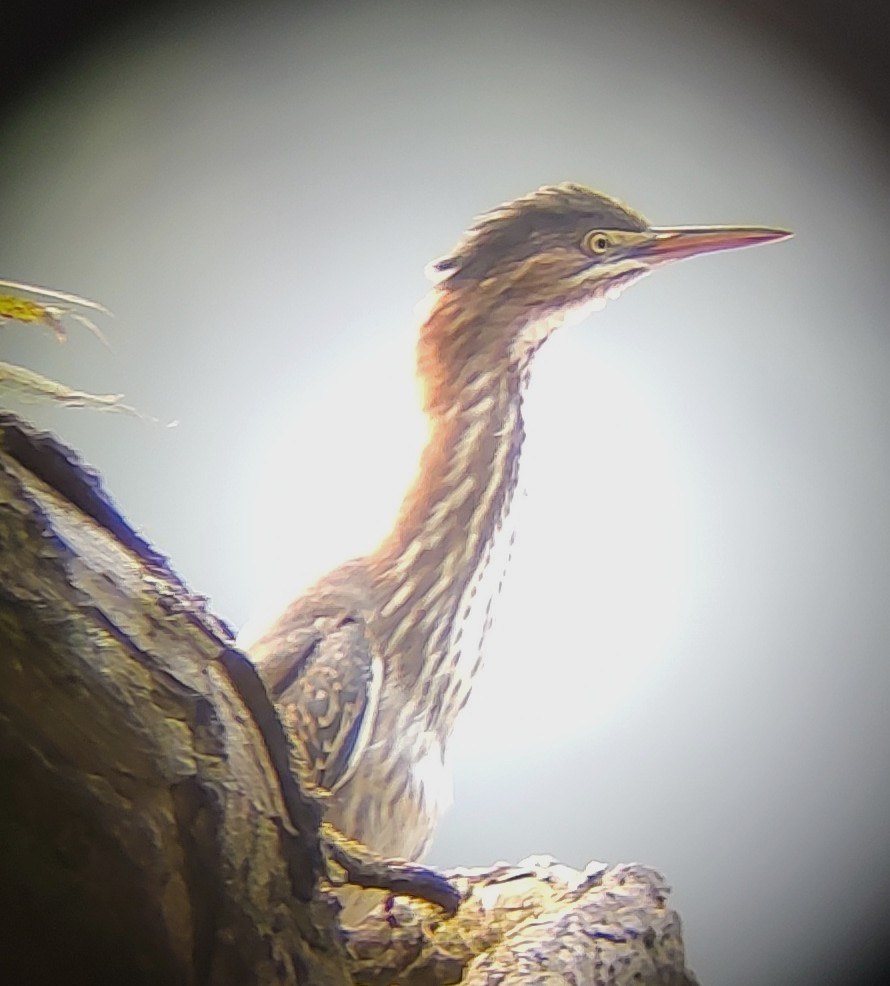 Green Heron - ML640356938