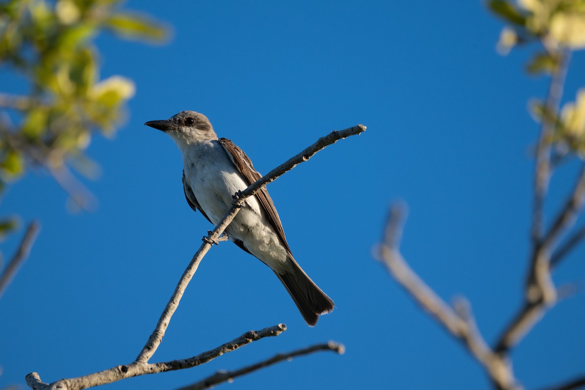 Gray Kingbird - ML640356967