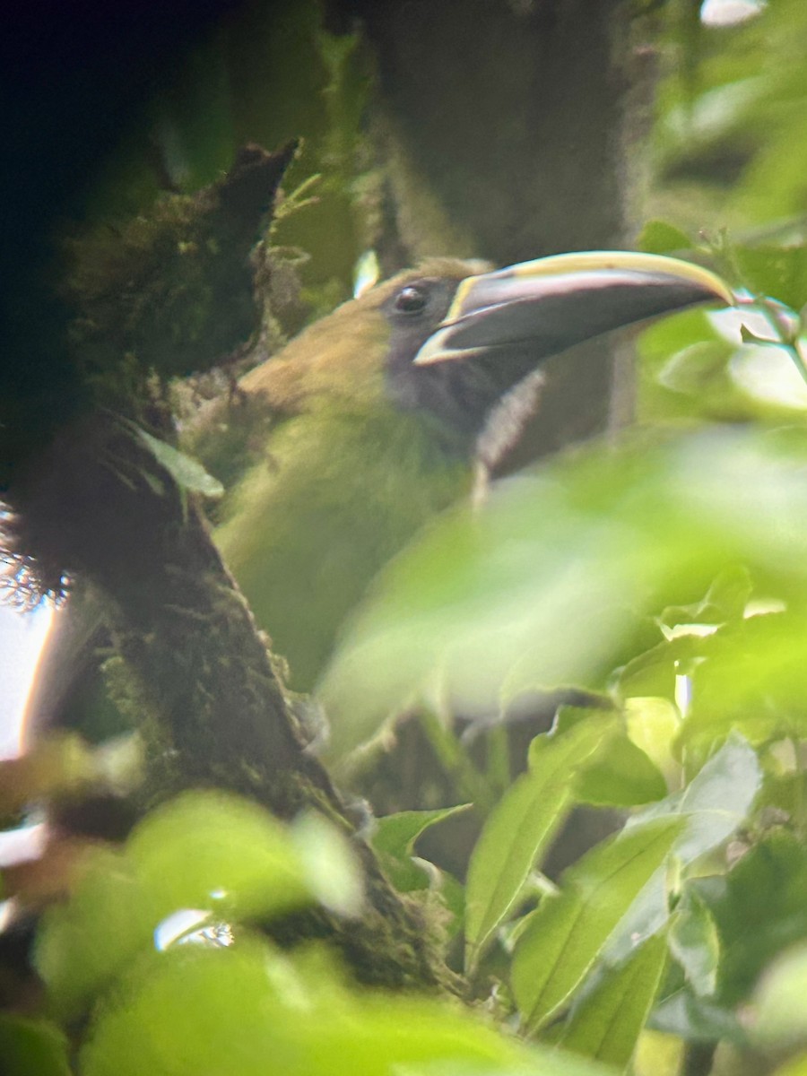 Northern Emerald-Toucanet (Blue-throated) - ML640357033