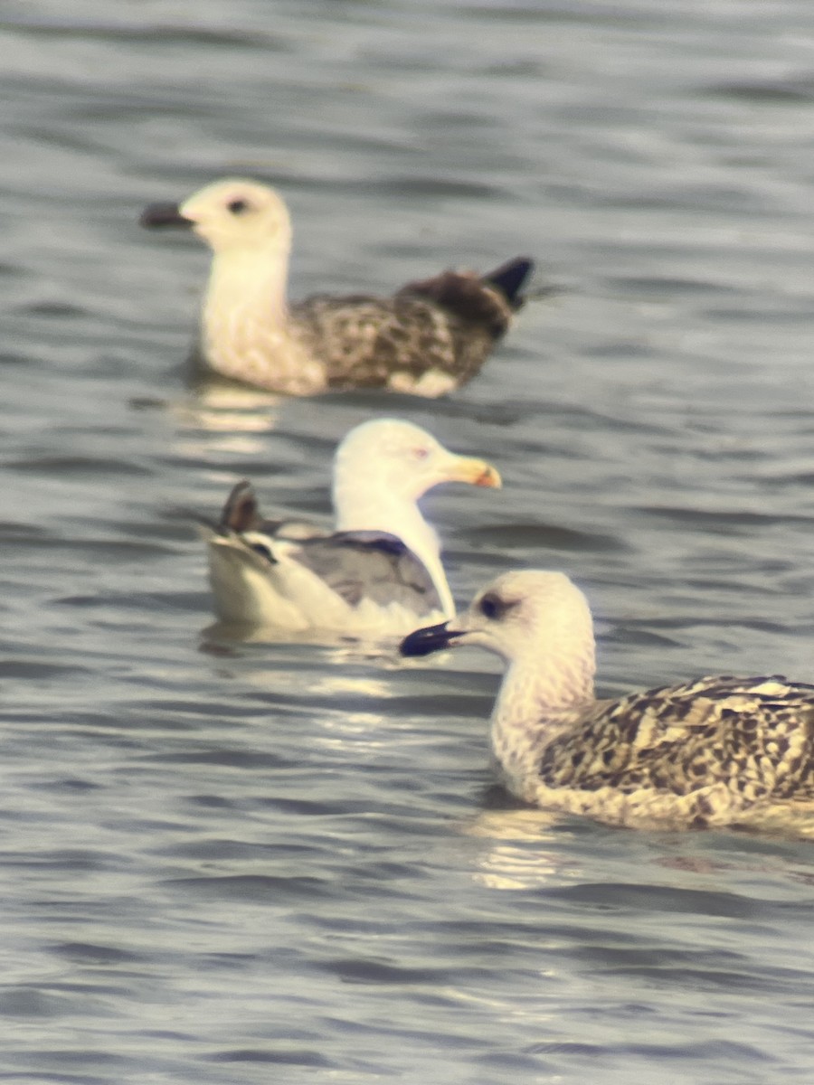 Yellow-legged Gull - ML640357055