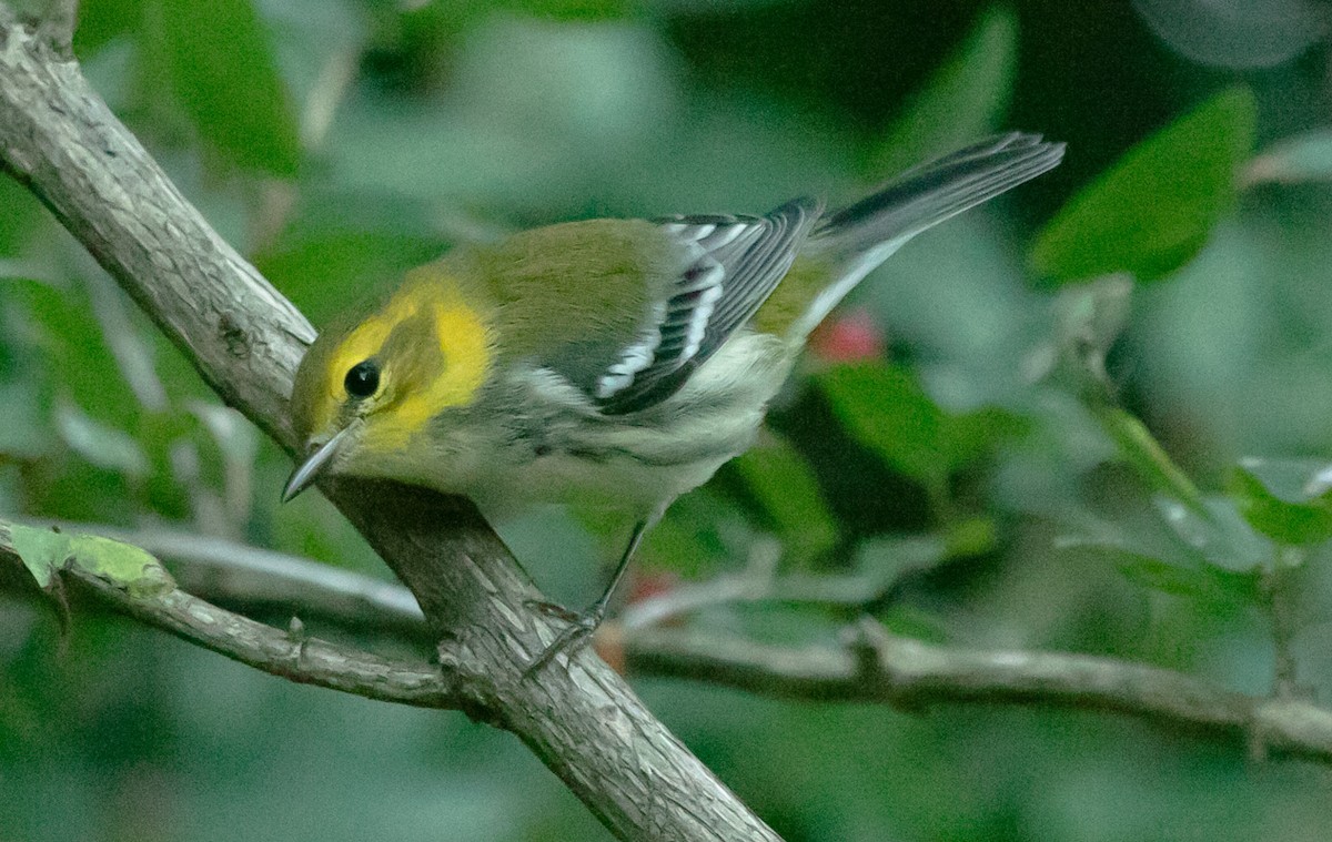 Black-throated Green Warbler - ML640357056