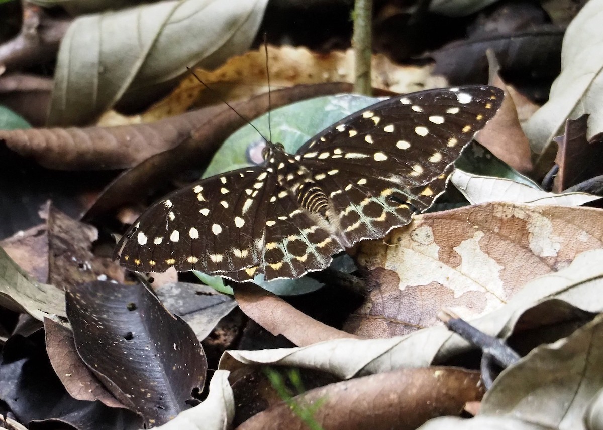 Black-tipped Archduke - ML640357065