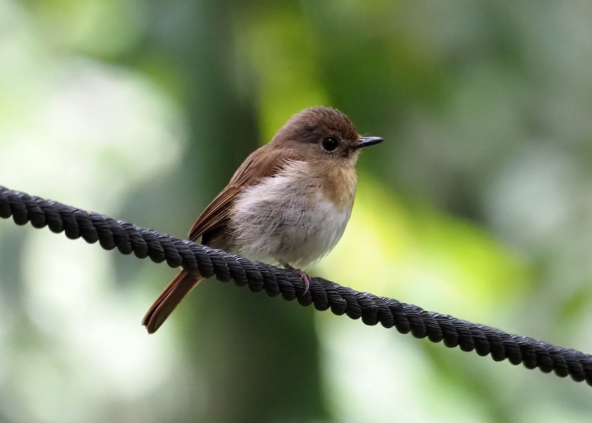 Fulvous-chested Jungle Flycatcher - ML640357081