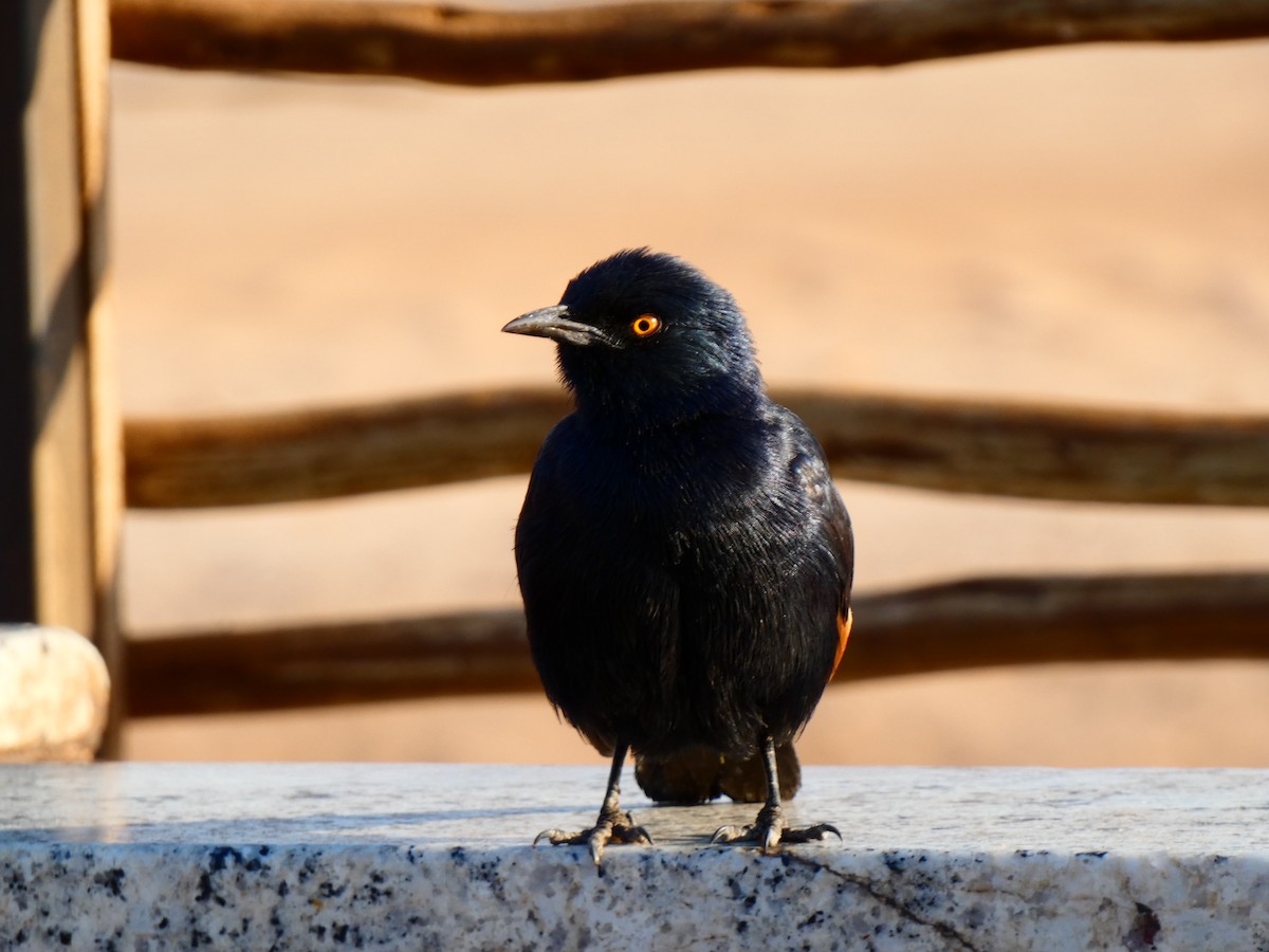 Pale-winged Starling - ML640357097